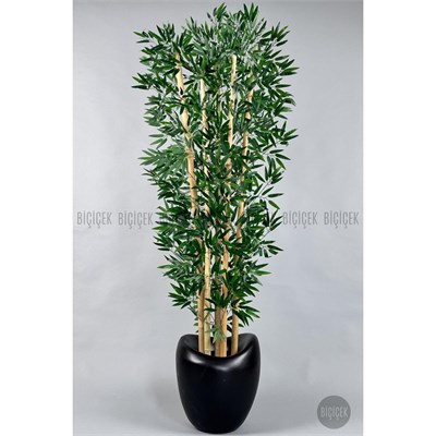 Biçiçek Zen Bambu Ağacı 220-240 Cm Fiber Saksıda Siyahfiber2
