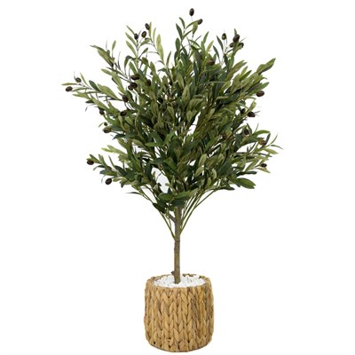 Biçiçek Zeytin Ağacı 100 Cm Hasır Bohem2 Saksıda
