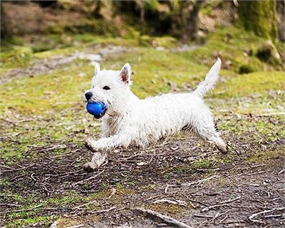 Chuckit! Crunch Ball Köpek Oyuncağı, Orta (2li Paket) - Seçenekler: Top, Tug, Medium (Pack of 2), Medium (Pack of 2) (2 paketi)...