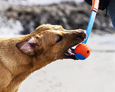 Chuckit! Fetch Ball Köpek Oyun Topu (Büyük Boy)