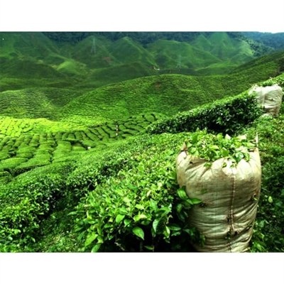 Cilia® Çay Filtresi Tutacağı