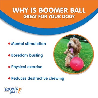 Company of Animals Boomer Köpek için Sert Oyun Topu 10 cm