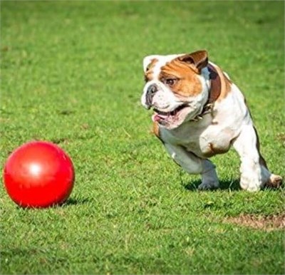 Company of Animals Boomer Köpek için Sert Oyun Topu 15cm - Seçenekler: 6 İnç, 10 inch, 8 inç