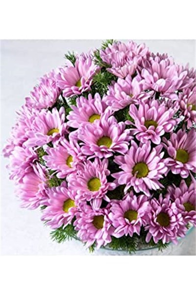 Dashing Look 10 Adet Pembe Papatya Çiçek Tohumu TH-thmcmthm290