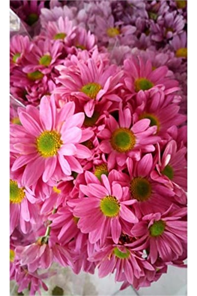 Dashing Look 10 Adet Pembe Papatya Çiçek Tohumu TH-thmcmthm290