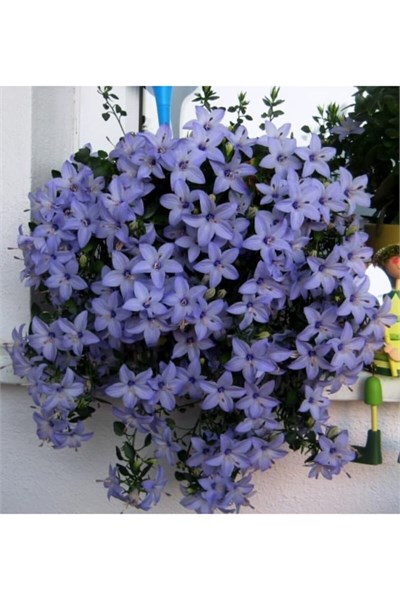Dashing Look Campanula Mavi Çan Çiçeği Tohumu 10 12 Adet TH-thmcmthm550