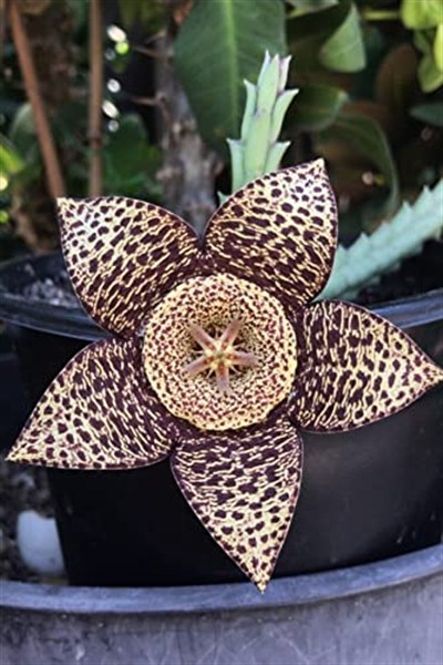 Dashing Look Leş Kaktüsü Orbea Variegata Tohumu / 5 Adet Tohum TH-thmcmthm391