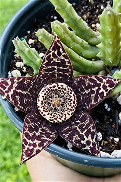 Dashing Look Leş Kaktüsü Orbea Variegata Tohumu / 5 Adet Tohum TH-thmcmthm391