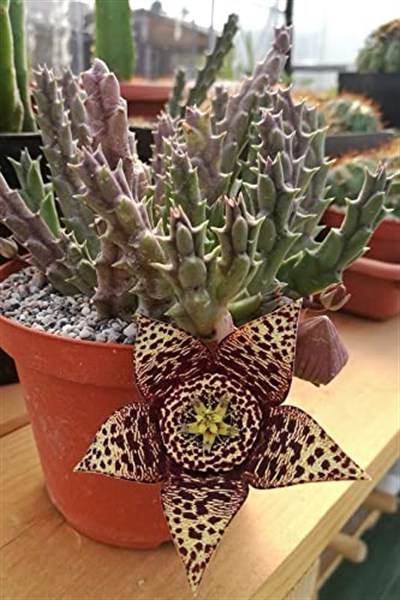 Dashing Look Leş Kaktüsü Orbea Variegata Tohumu / 5 Adet Tohum TH-thmcmthm391