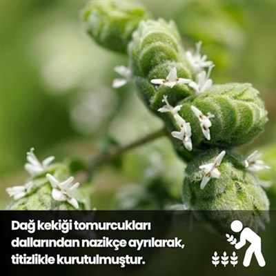 EGEYE DÖNÜŞ Bilye Kekik - 30 Gr. (Bitki Çayı - Baharat - Tomurcuk Dağ Kekiği - Top Kekik)