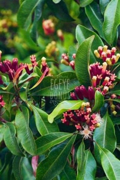 EGEYE DÖNÜŞ Karanfil Tane - (Bitki Çayı - Baharat - İri Taneli Lüx Karanfil) - 40 Gr. (1. Kalite)