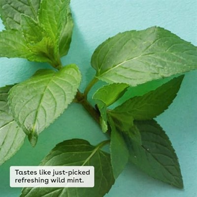 eos USDA Organik Dudak Balsamı, Tatlı Nane, Nemlendirici Kuru Dudaklar,%100 Doğal ve Glutensiz, Uzun Ömürlü Nemlendirici