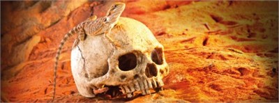 Exo Terra Primat kasesi, sürüngenler ve amfibiler için güvenli saklama, büyük