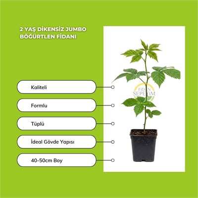 Fidan Sepetim 2 Yaş Dikensiz Jumbo Böğürtlen Fidanı