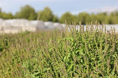 Haven Herbs & Blends Tulsi Çayı Premium Loose Leaf 50 gr | Tulsi (Hint Fesleğeni) Çayı |