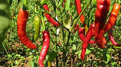 İthal Doğal Acı Şili Biberi Acı Biber Hot Chilean Pepper 100 Ad Tohum