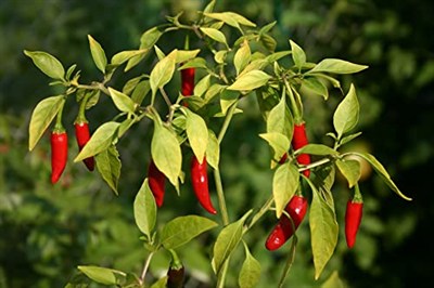 İthal Doğal Acı Şili Biberi Acı Biber Hot Chilean Pepper 100 Ad Tohum