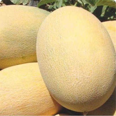 Kavun Hibrit A-Z-90 F1 ANANAS TİPİ - 20 Adet Tohumluk