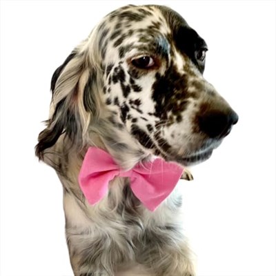 KEDİ VE KÖPEKLER İÇİN PAPYON PEMBE PEMBE 1