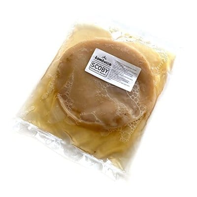 Kombuçça Organik Mantarı SCOBY - Kombu Çayı - Kambuça Kültürü Mayası