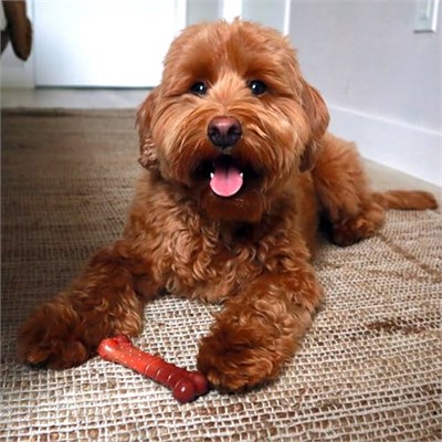 Nylabone Lezzet Frenzy Güç Çiğnemek Köpek Oyuncak, Düzenli, Sığır Eti, ABDde yapılan - Bedenler: XS, S, M, L, XL