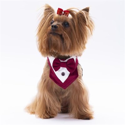 Pawstar Bordo Smokin Kedi/Köpek Fuları (1)