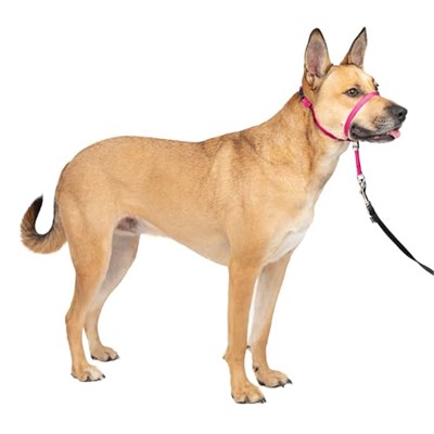 PetSafe Antrenman DVDli yumuşak kılavuz boyun bandı - Seçenekler: Medium 25-60 Lb., Medium 25-60 Lb. (2 paketi)...