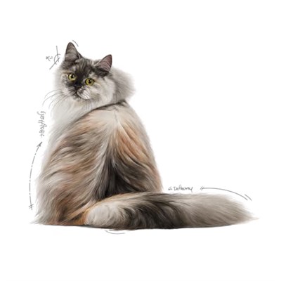 Royal Canin Hair & Skin Gravy Yetişkin Kedi Yaş Maması 12 x 85 Gr - Seçenekler: 12 x 85 grams, 12 x 85gr, 12 x 85 grams (2 paketi)...