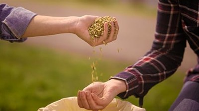 Schar Maxi Sorrisi Glutensiz Kakao Kremalı Bisküvi 250 gr