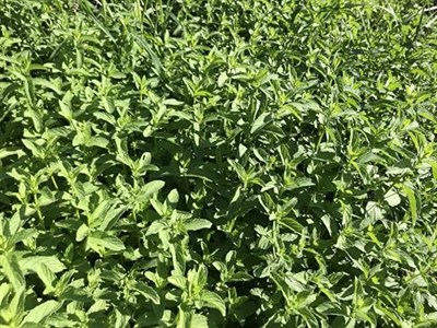 Spearmint (Nane) Çayı 50 gr | Bahçe Nanesi,Kıvırcık nane, Common Mint | Haven Herbs & Blends