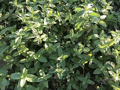 Spearmint (Nane) Çayı 50 gr | Bahçe Nanesi,Kıvırcık nane, Common Mint | Haven Herbs & Blends