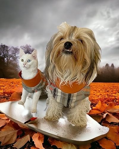 Stripe Orange Su itici Kedi Yağmurluğu L