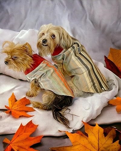 Stripe Orange Su itici Köpek Yağmurluğu M
