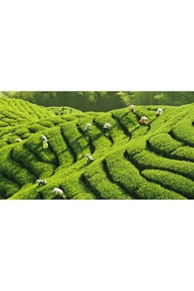 TANAY SEYLAN SİYAH YAPRAK ÇAY 500 GR