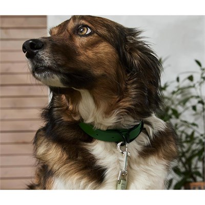 Tchibo Köpek Tasması