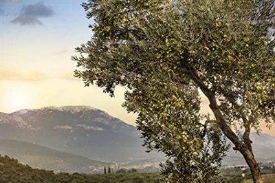 Villa TURQAN 2025/2026 Yeni Sezon Erken Hasat Soğuk Sıkım Özel Seri Zeytinyağı 3000 ml