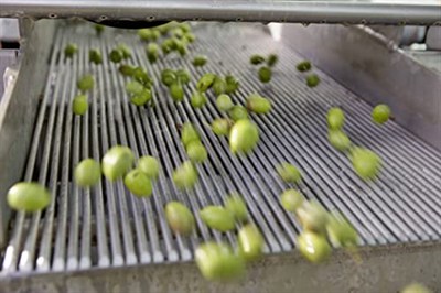 Villa TURQAN 2025/2026 Yeni Sezon Erken Hasat Soğuk Sıkım Özel Seri Zeytinyağı 3000 ml