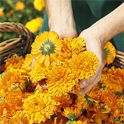 Weleda Calendula Organik Pişik Kremi 75 ml