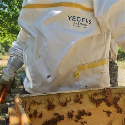 Yegens 500 Gr Hakiki Petekli Çiçek Balı | TA17.5+ | 900 Prolin | Erzincan - Kemah | Doğal Petekli Çiçek Balı