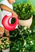 Quut Cana Çift Taraflı Çocuk Sulama Kabı / Large / Cherry