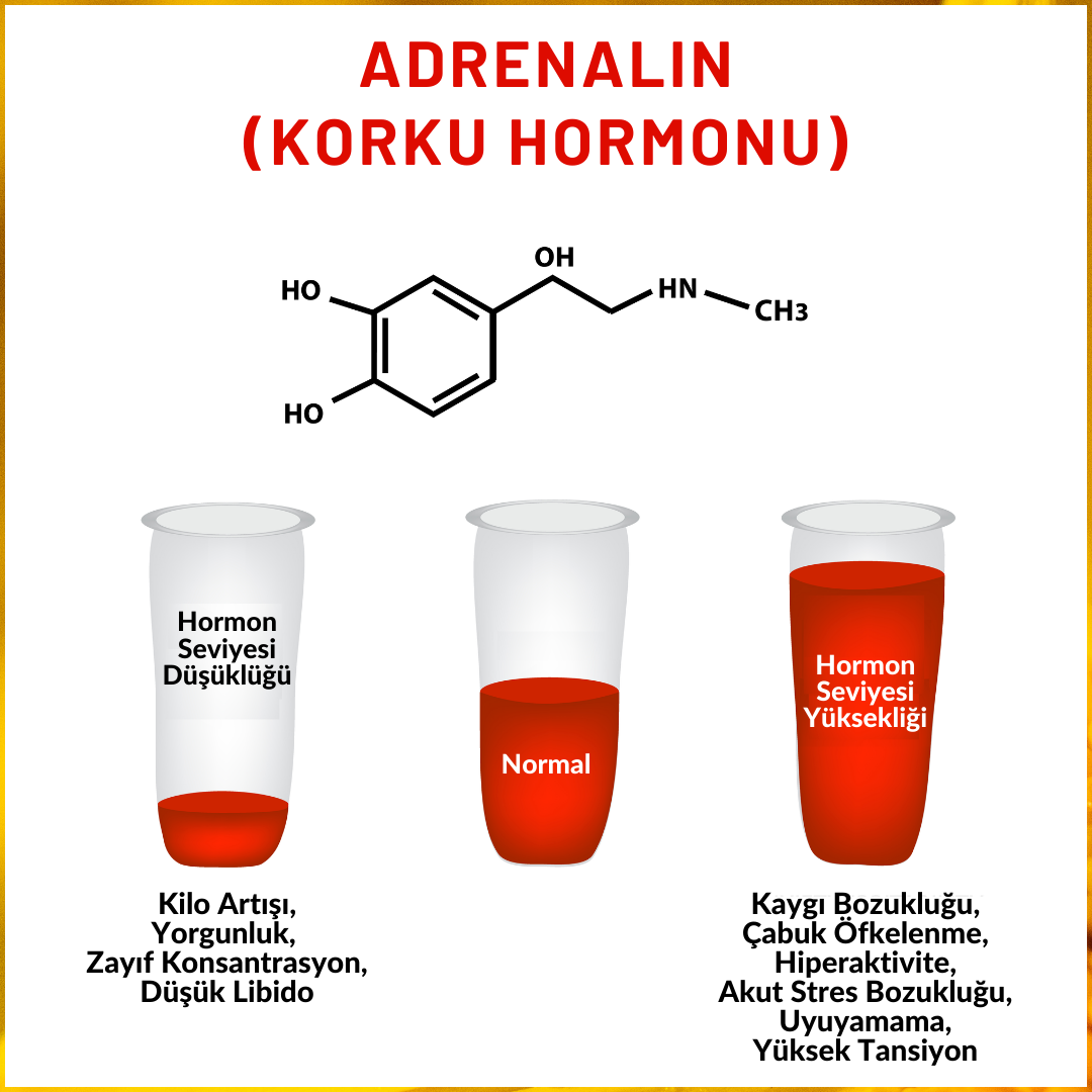 Adrenalin (Korku Hormonu) Dengesinin Önemi
