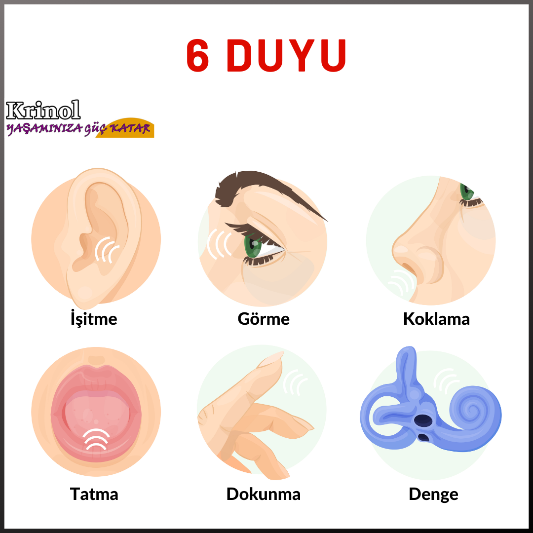 Altı Duyu Nelerdir?