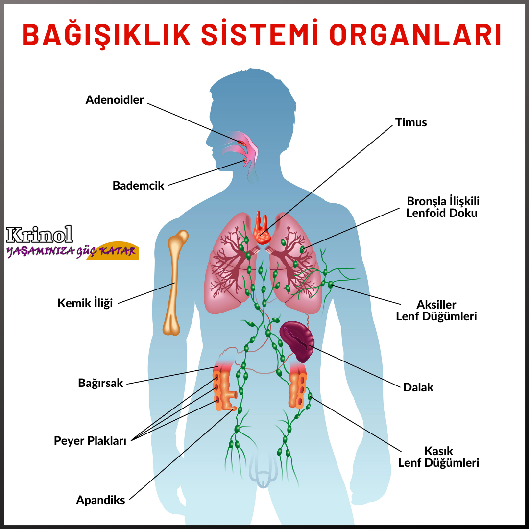Bağışıklık Sistemi Organları Nelerdir?
