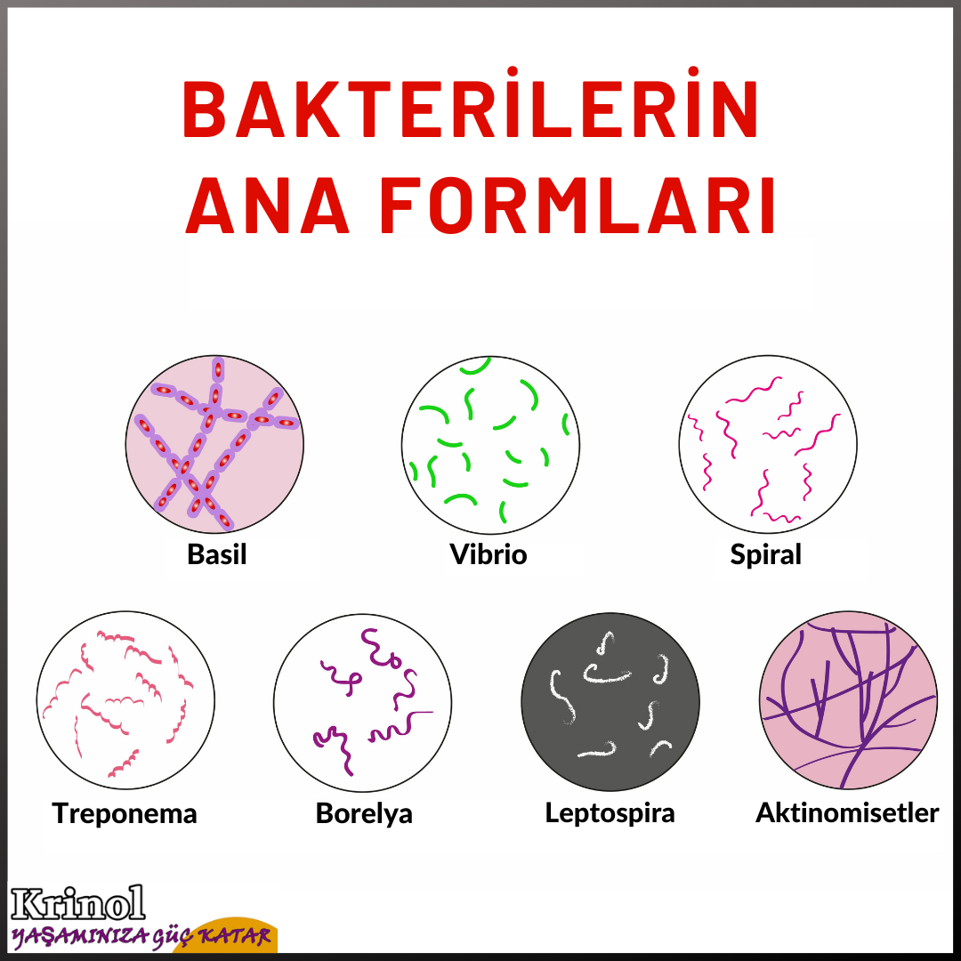 Bakterilerin Ana Formları Nelerdir?