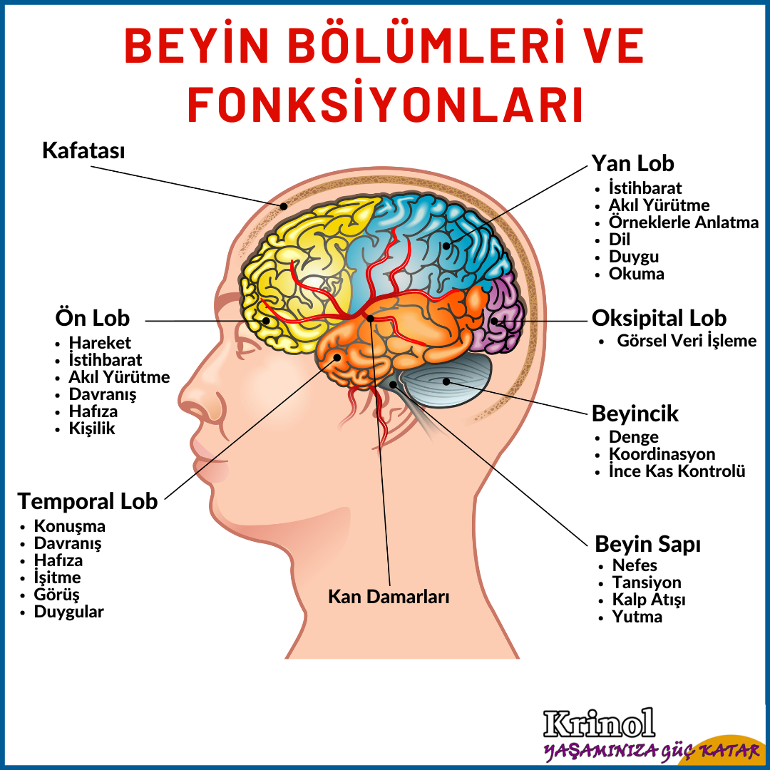 Beyin Bölümleri ve Fonksiyonları Nelerdir?
