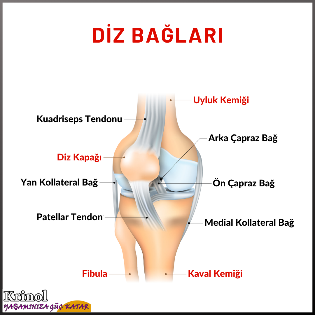 Diz Bağları Hakkında
