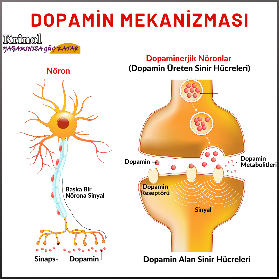 Dopamin Mekanizması