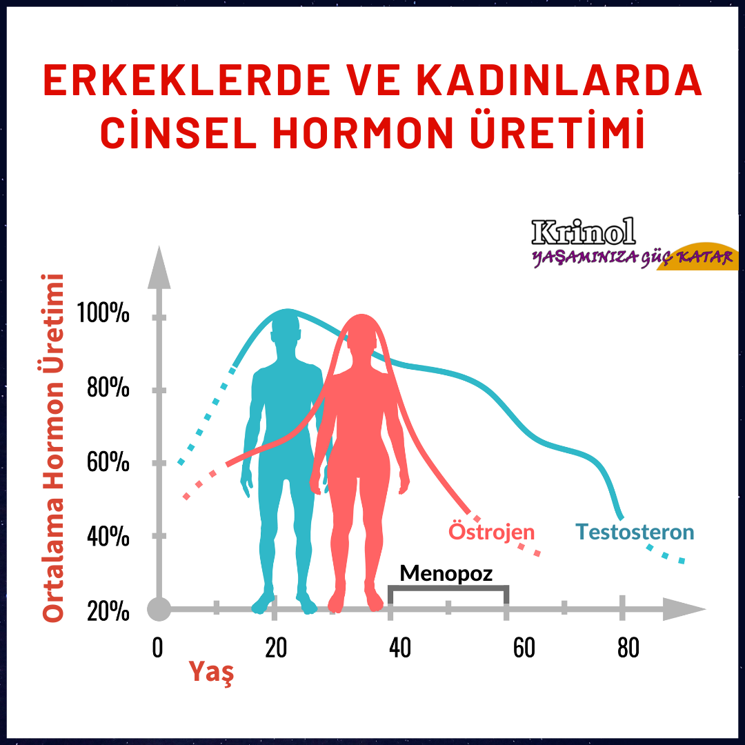 Erkeklerde ve Kadınlarda Cinsel Hormon Üretimi