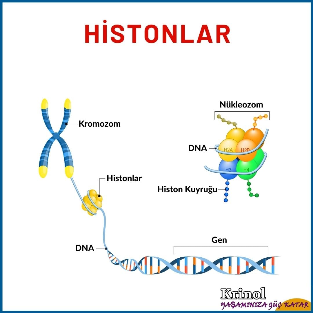 Histonlar Nedir ve Ne İşe Yararlar?