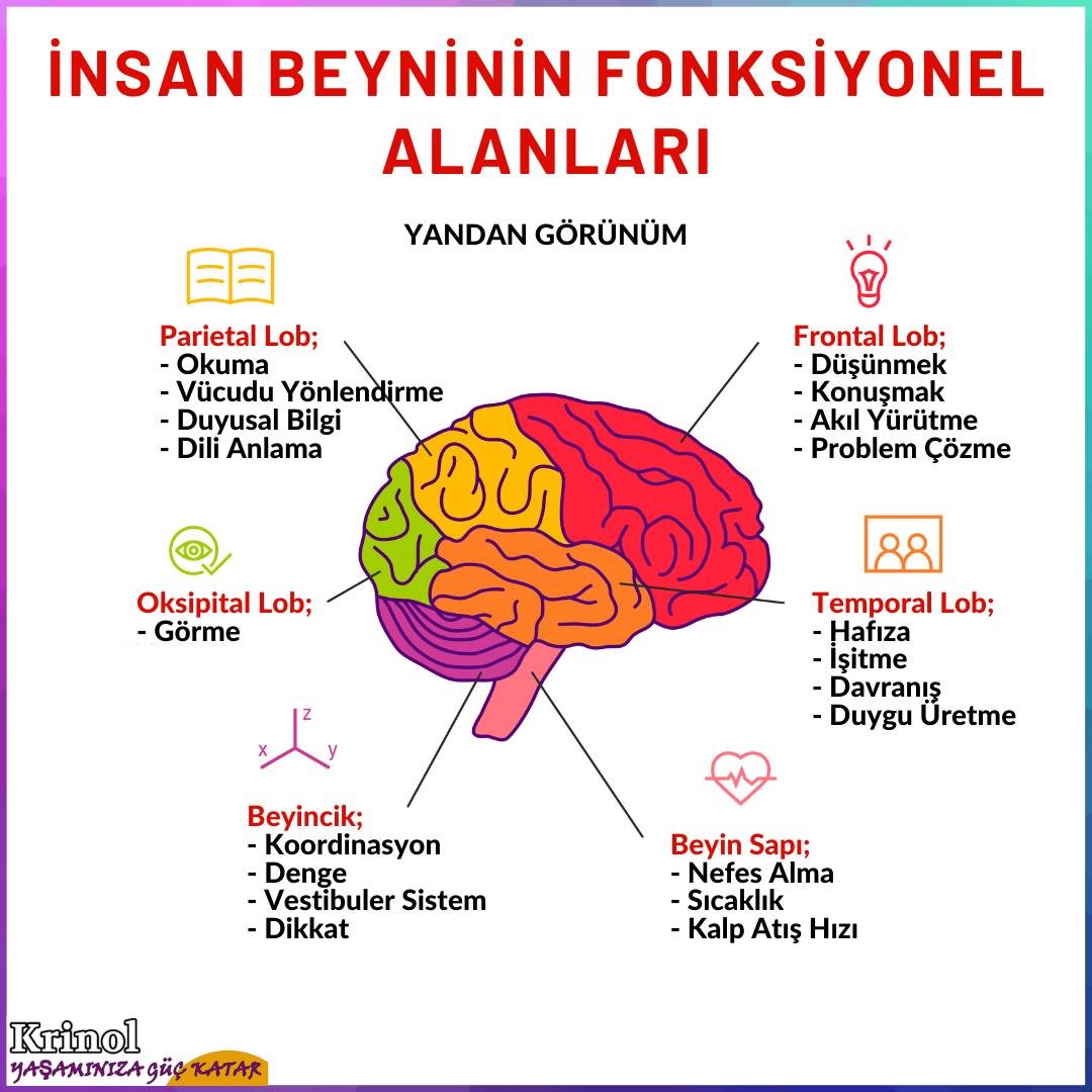 İnsan Beyninin Fonksiyonel Alanları Nelerdir?